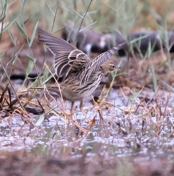 Red-throated Pipit - ML645393678