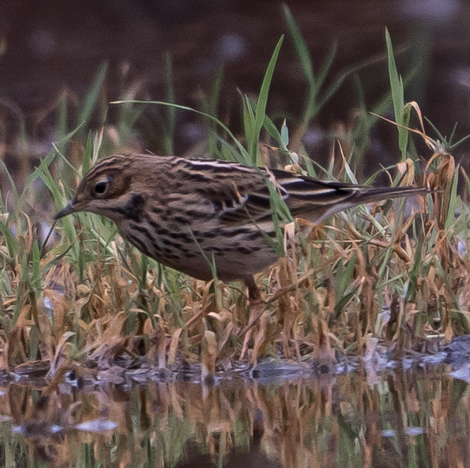 Red-throated Pipit - ML645393679