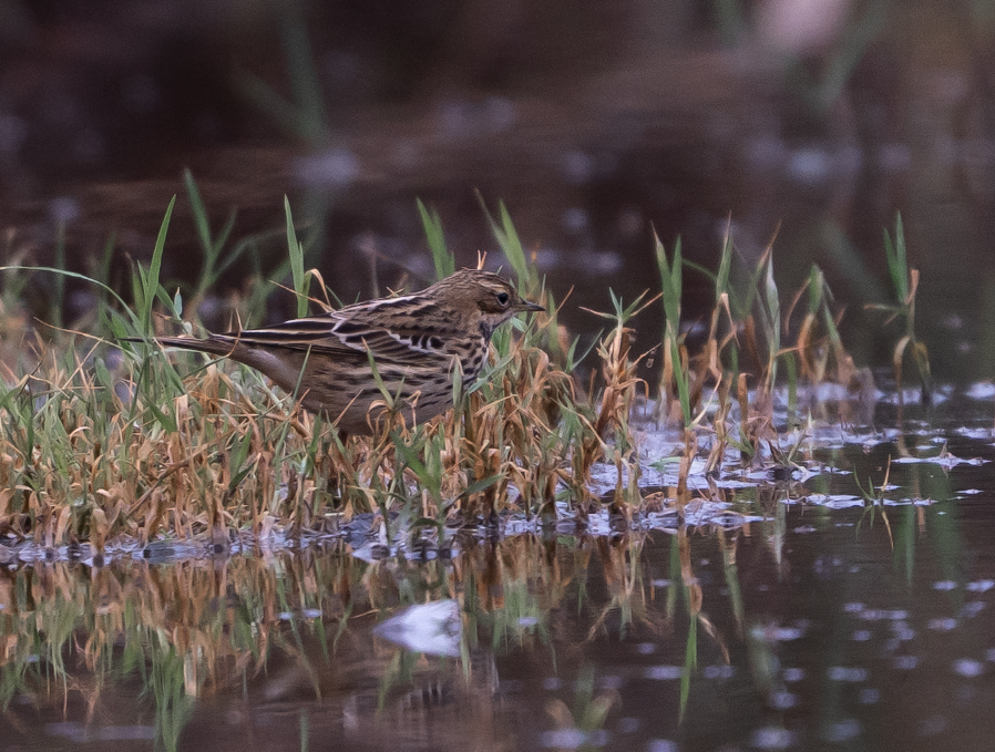 Red-throated Pipit - ML645393680