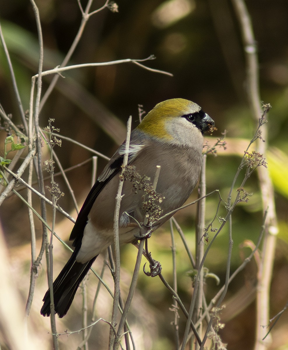 Red-headed Bullfinch - ML645393686