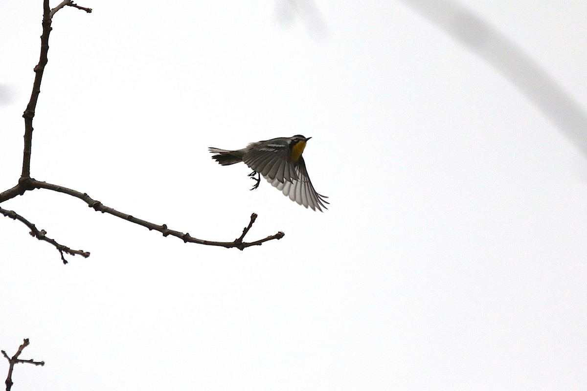 Yellow-throated Warbler - ML645393687