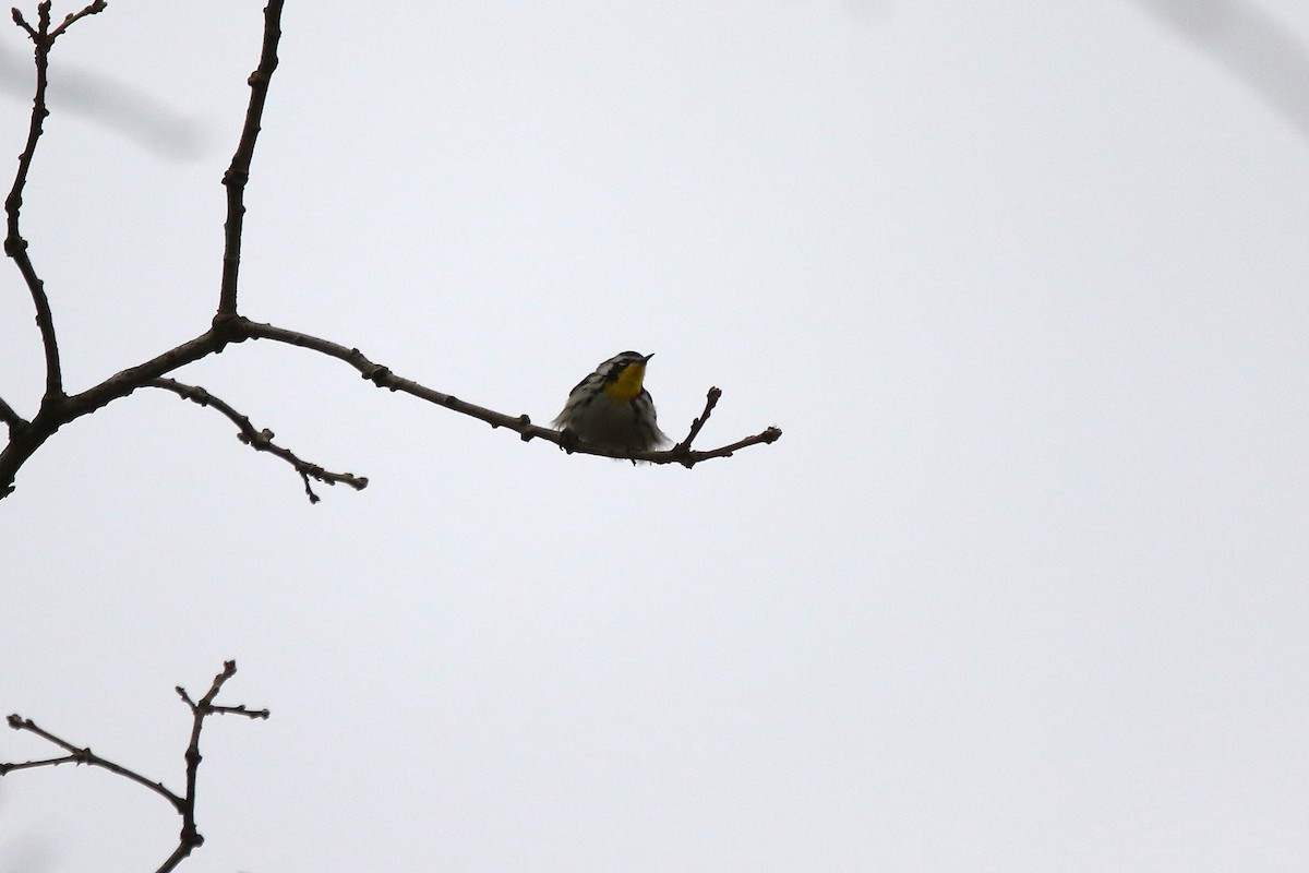 Yellow-throated Warbler - ML645393688