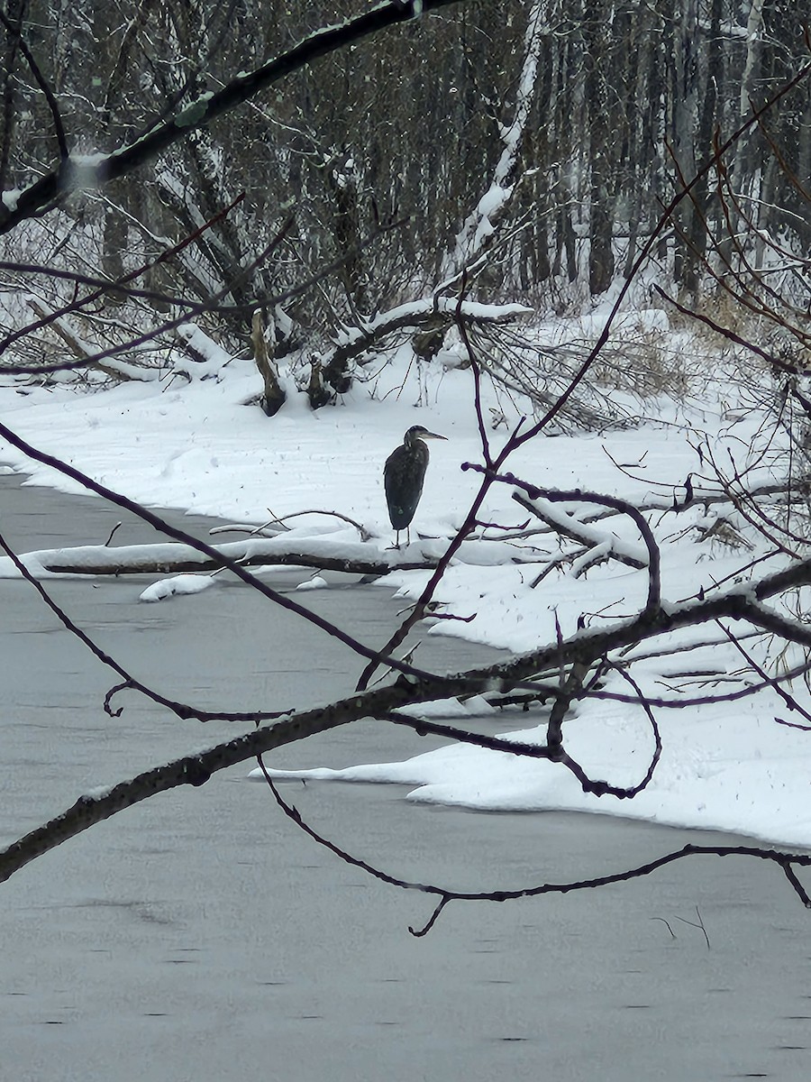 Great Blue Heron - ML645393690