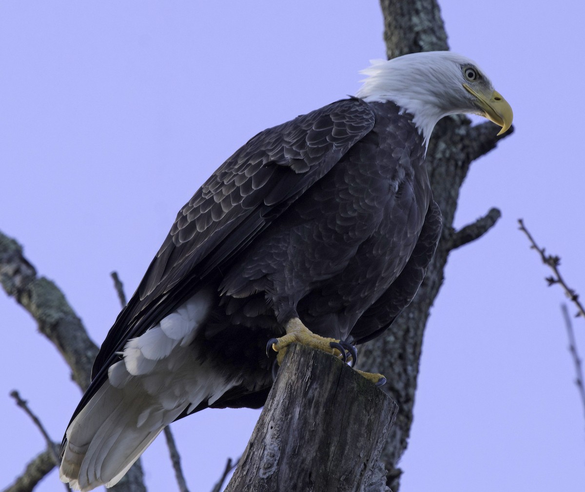 Bald Eagle - ML645393691