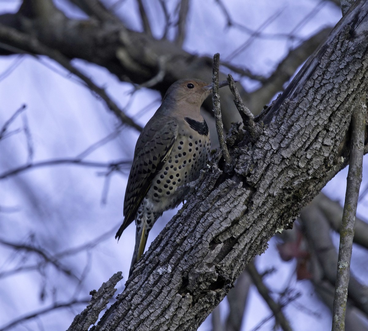 Northern Flicker - ML645393714