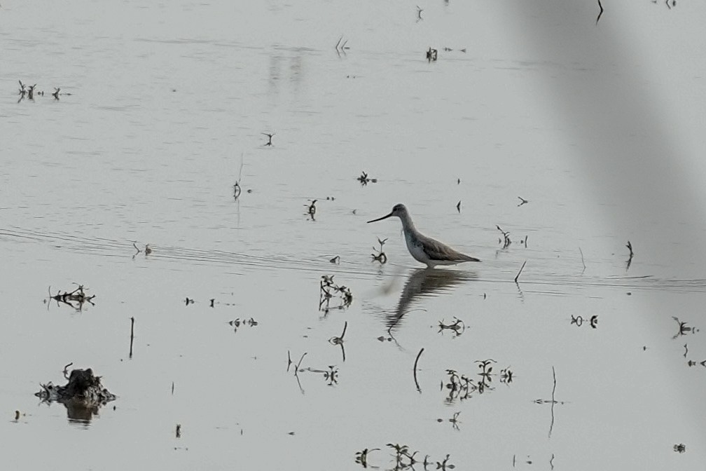 ביצנית אפורה - ML645393718
