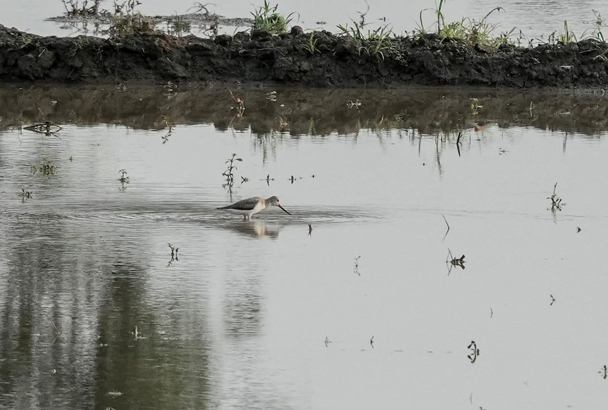 ביצנית אפורה - ML645393719