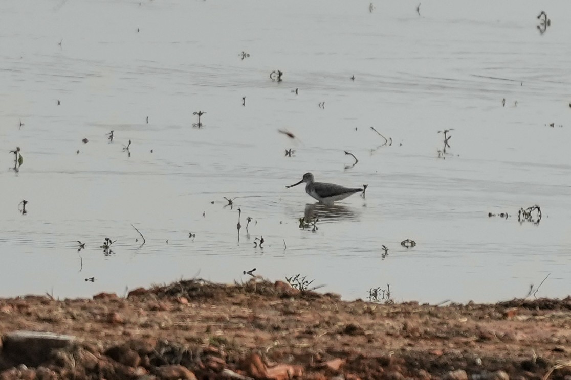 ביצנית אפורה - ML645393720