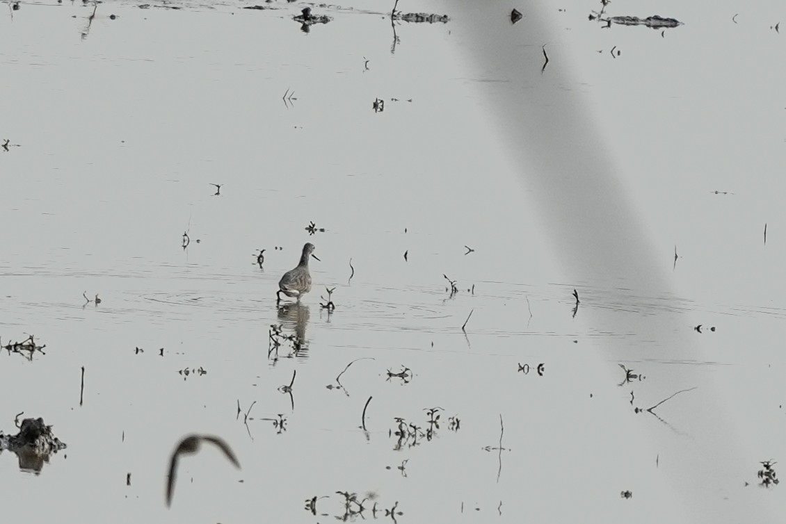 ביצנית אפורה - ML645393721