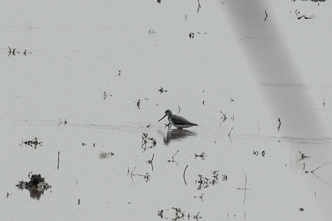 ביצנית אפורה - ML645393722