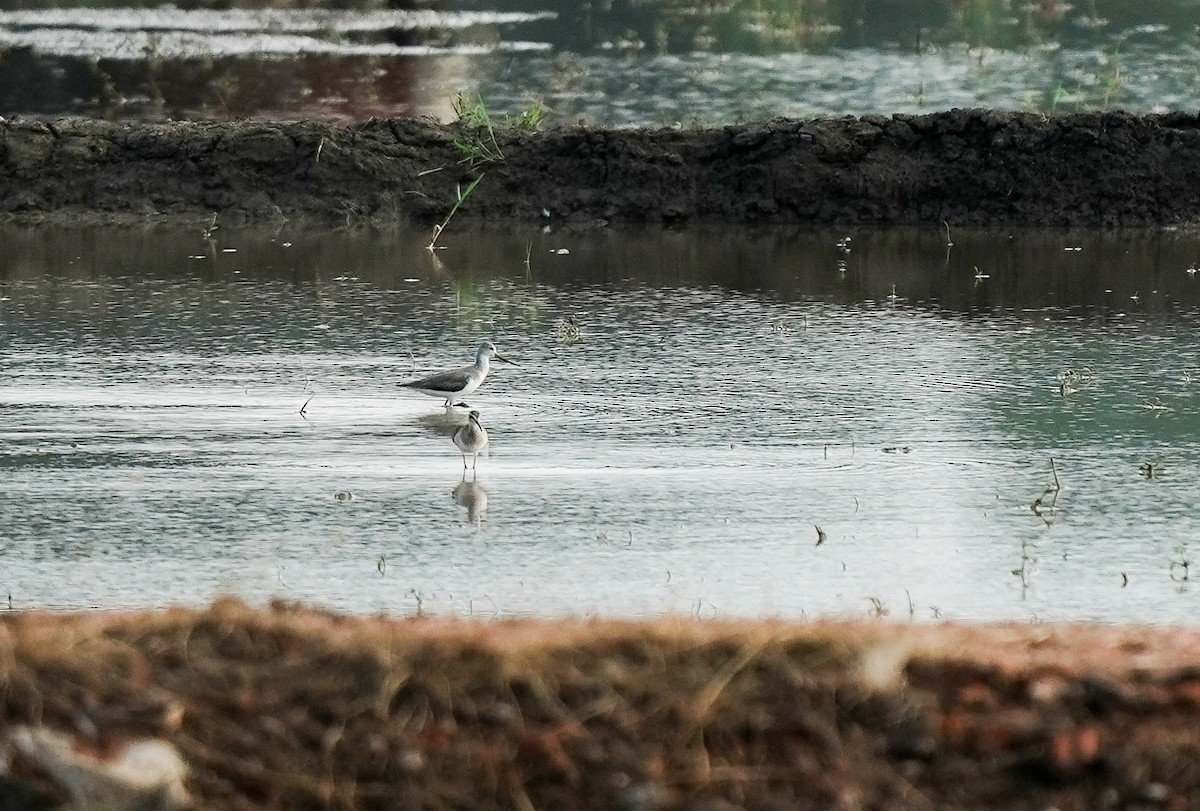 ביצנית אפורה - ML645393723