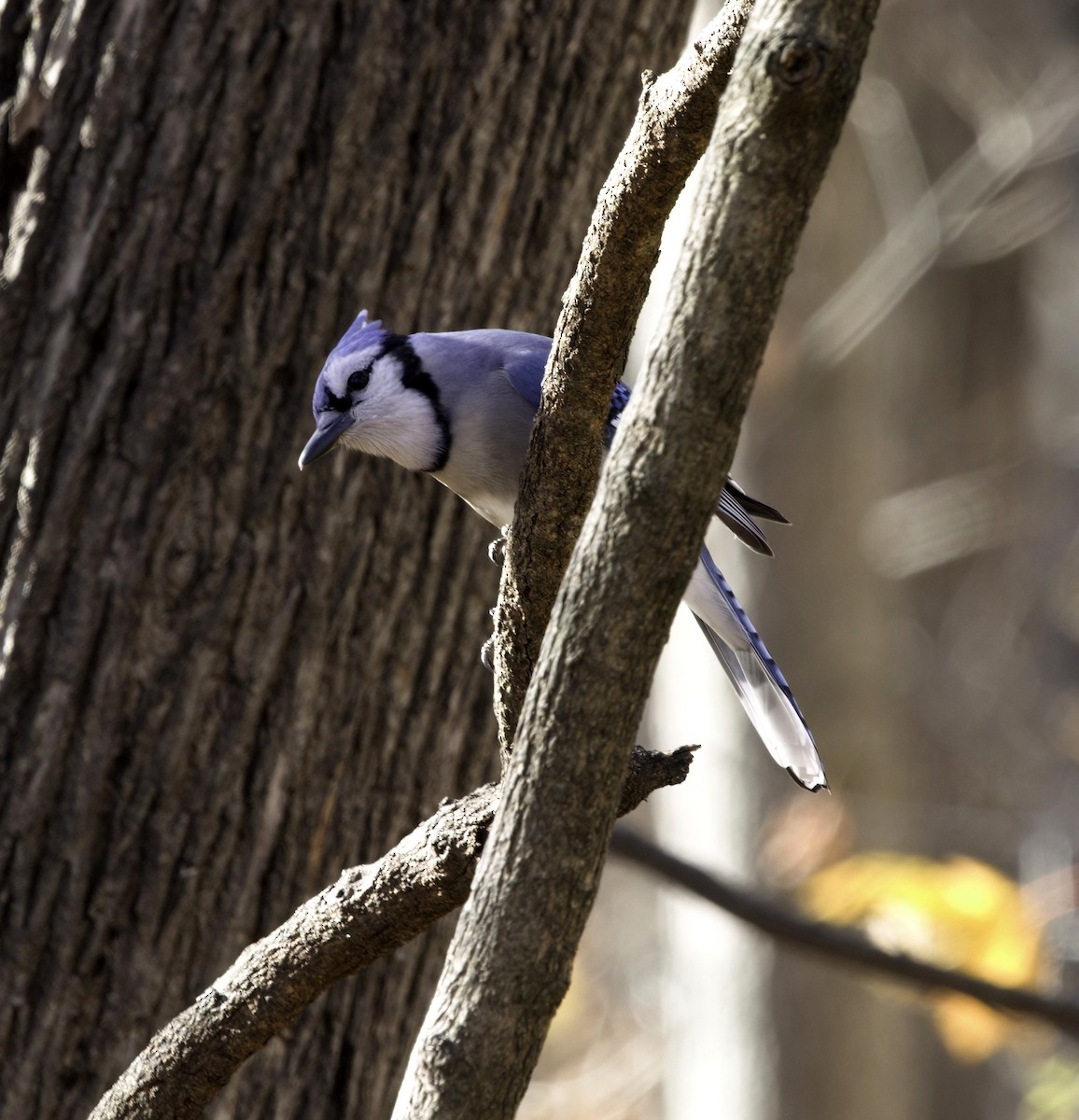 Blue Jay - ML645393724
