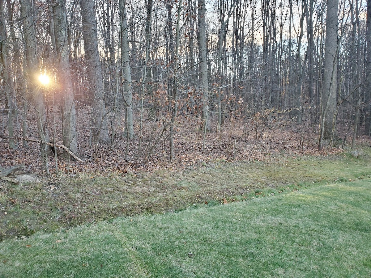 Wild Turkey - ML645393734