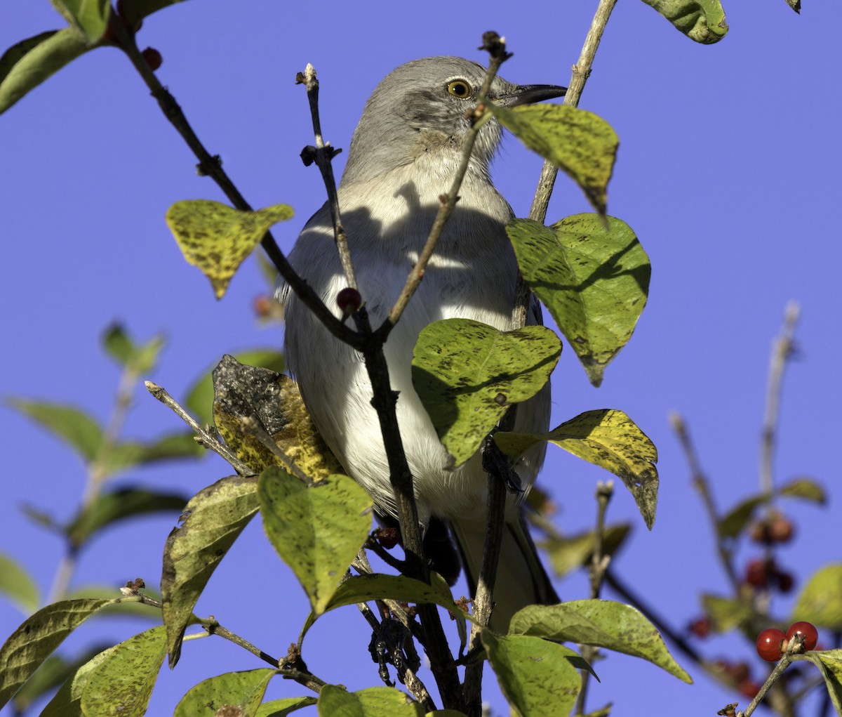 Northern Mockingbird - ML645393735