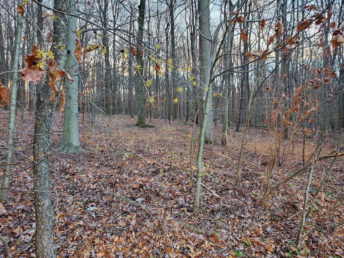 Wild Turkey - ML645393736