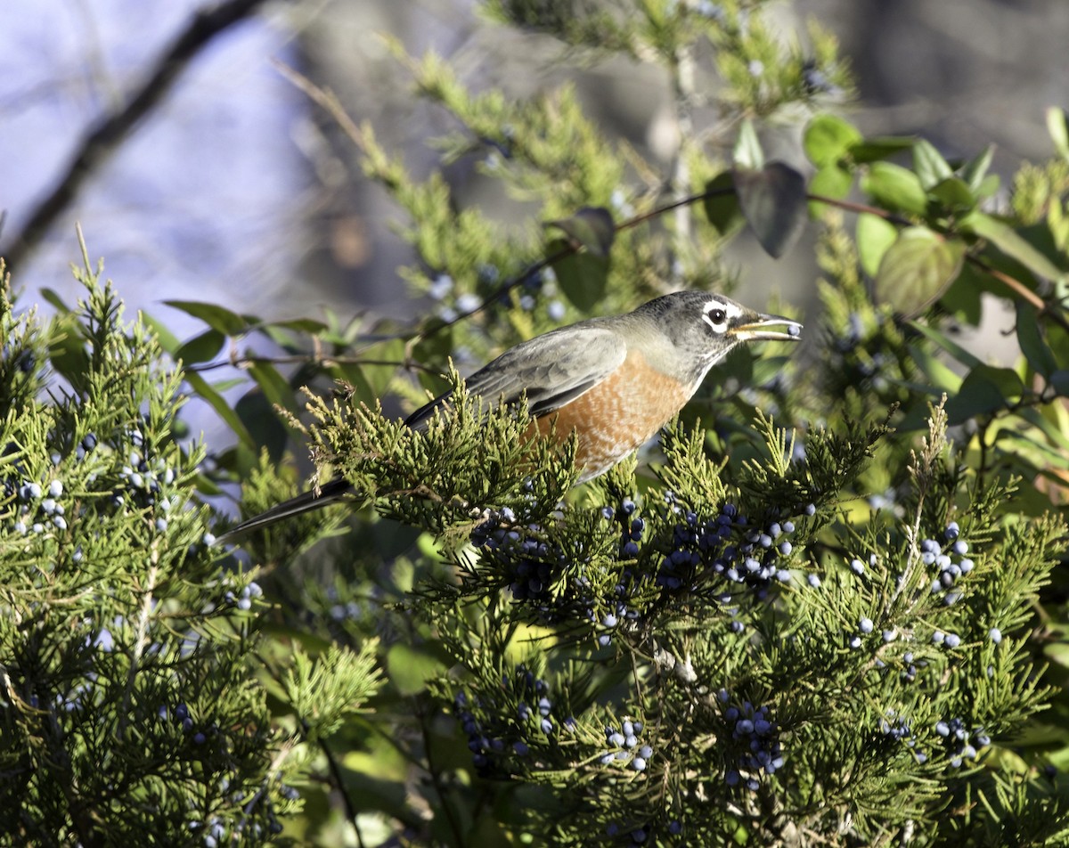 American Robin - ML645393747