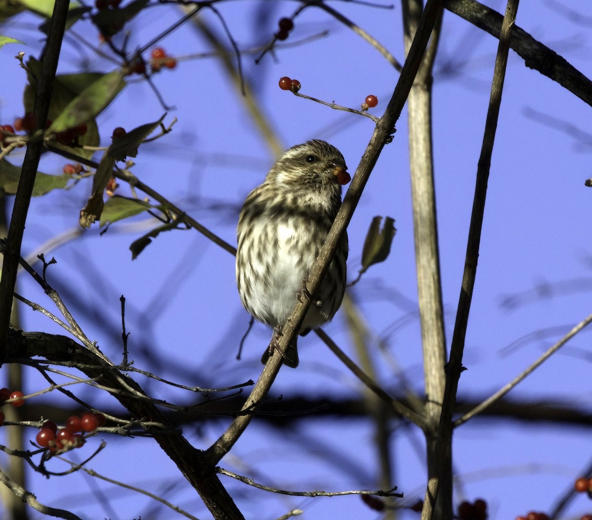 Purple Finch - ML645393751