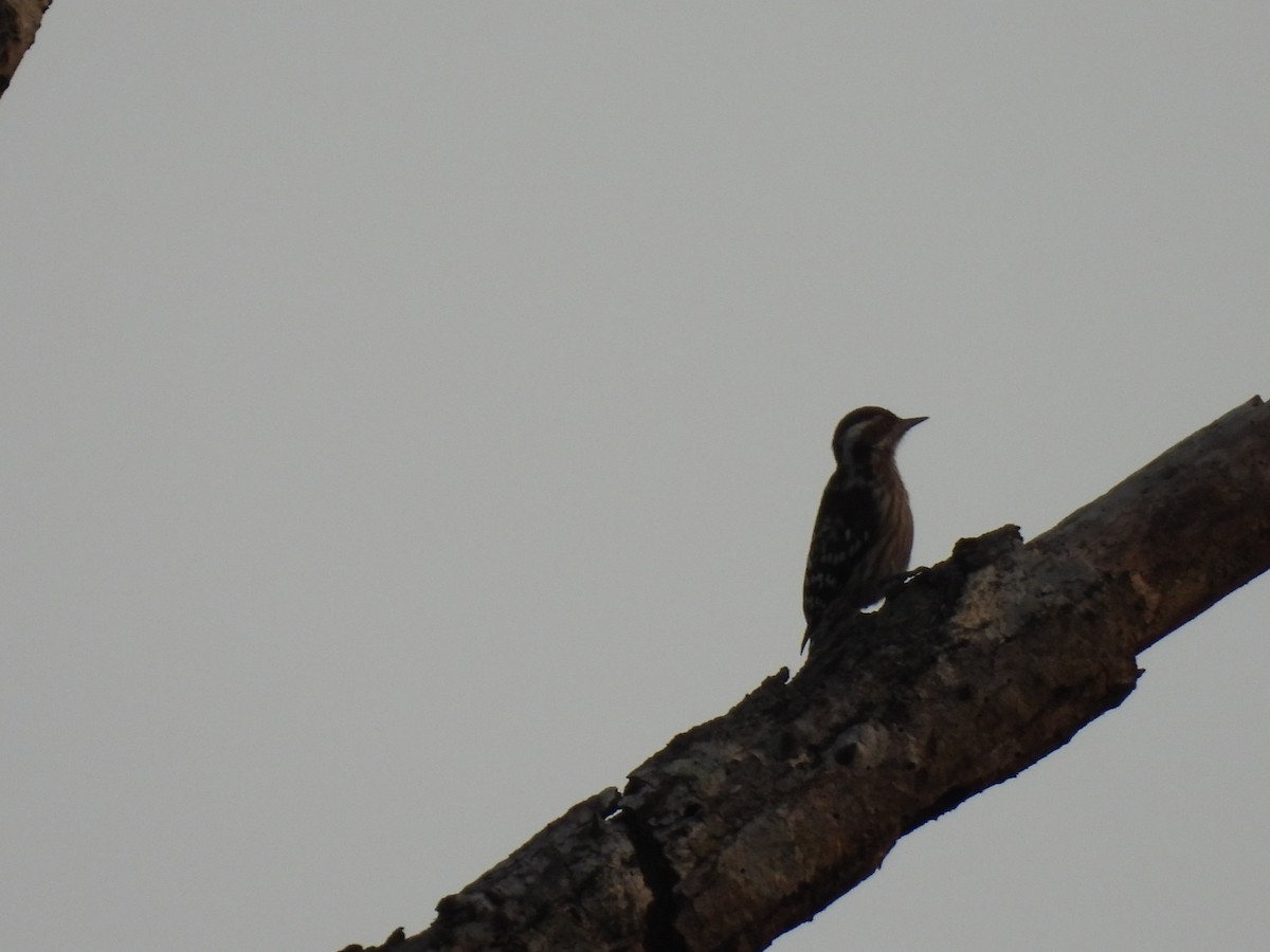 Brown-capped Pygmy Woodpecker - ML645393753