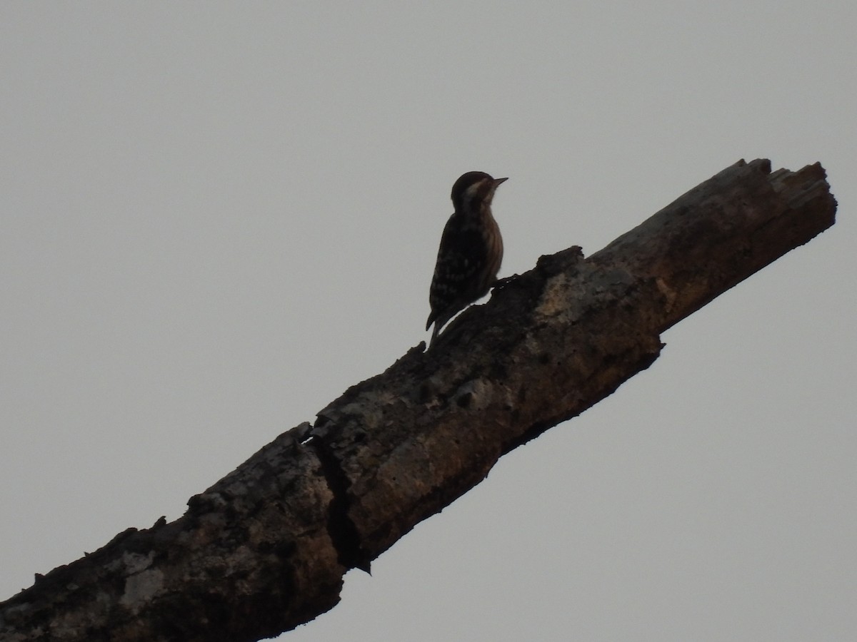 Brown-capped Pygmy Woodpecker - ML645393754