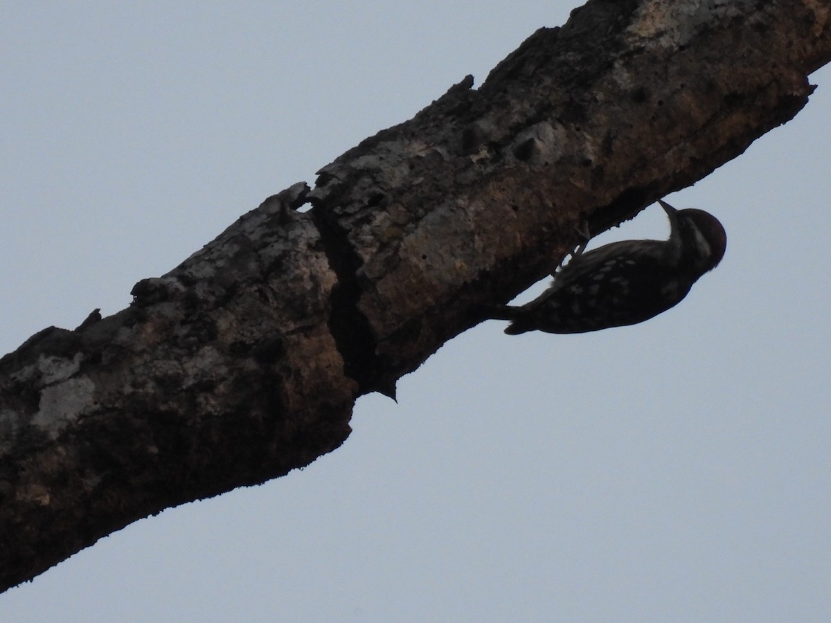Brown-capped Pygmy Woodpecker - ML645393755