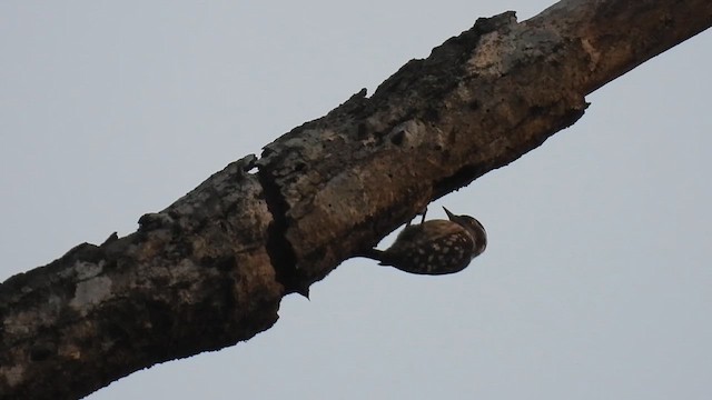 Brown-capped Pygmy Woodpecker - ML645393756