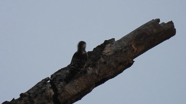 Brown-capped Pygmy Woodpecker - ML645393757