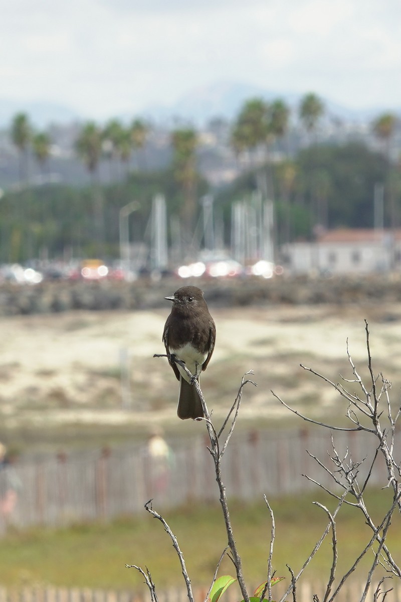 Black Phoebe - ML645393758