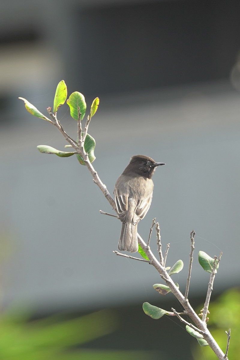 Black Phoebe - ML645393759