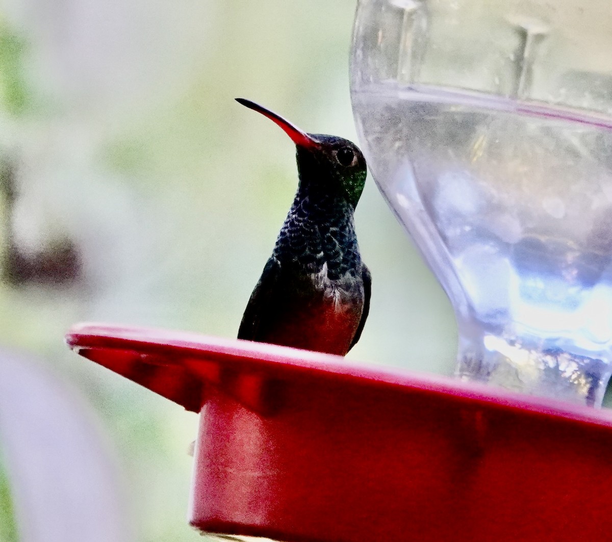 Buff-bellied Hummingbird (Northern) - ML645393761