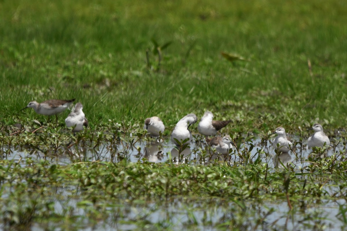 lyskonoh dlouhozobý - ML645393763