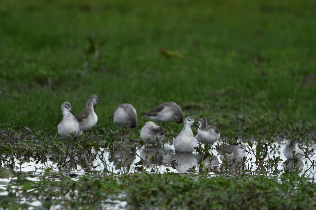 lyskonoh dlouhozobý - ML645393764