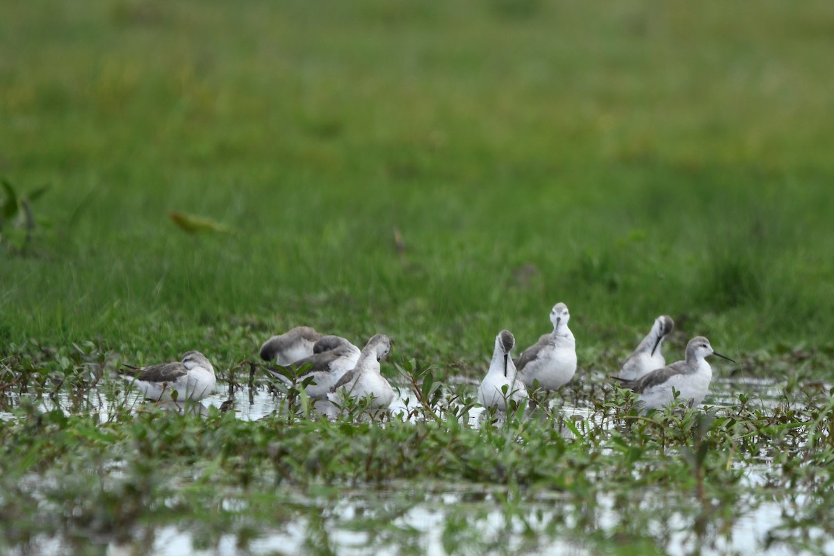 lyskonoh dlouhozobý - ML645393765