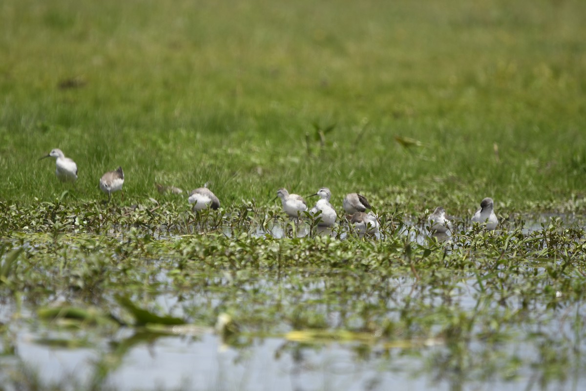 lyskonoh dlouhozobý - ML645393766