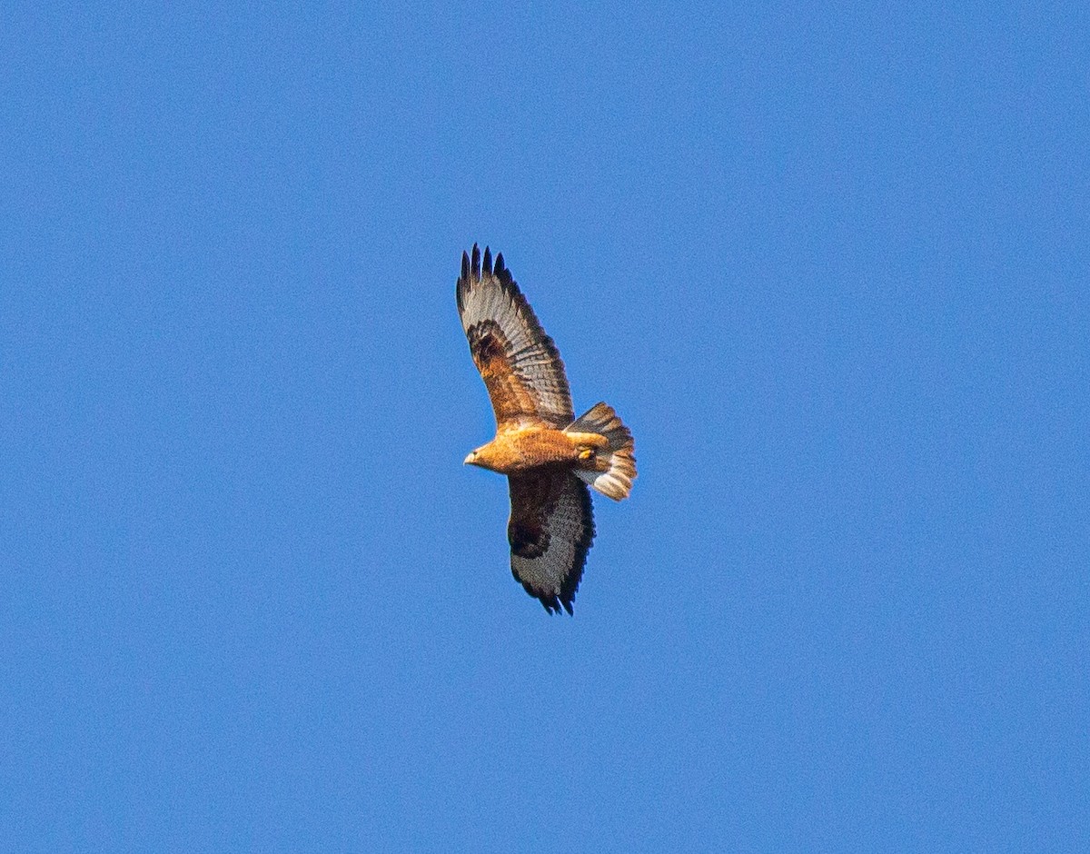 Busardo Moro - ML645393769