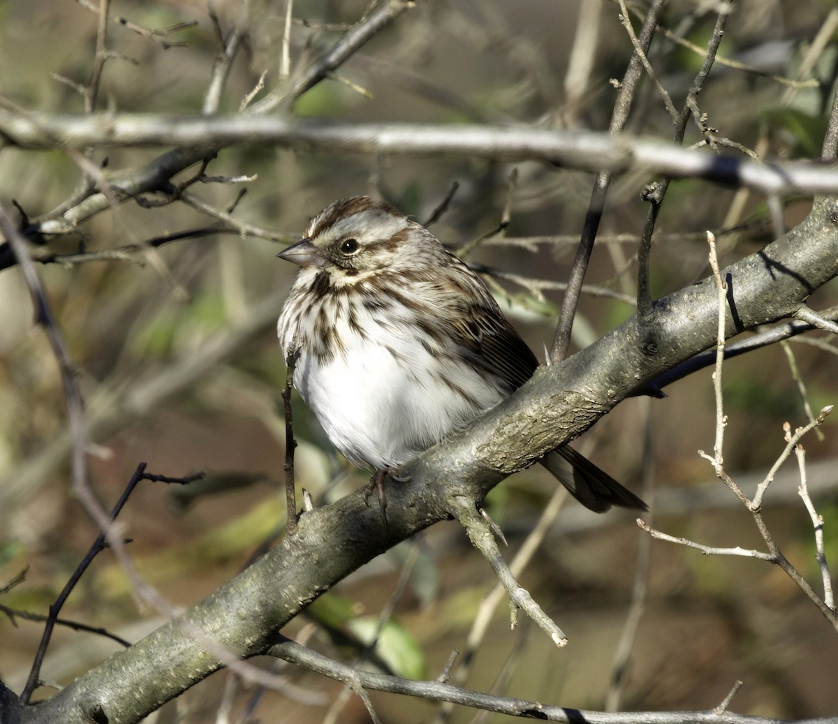 Song Sparrow - ML645393771