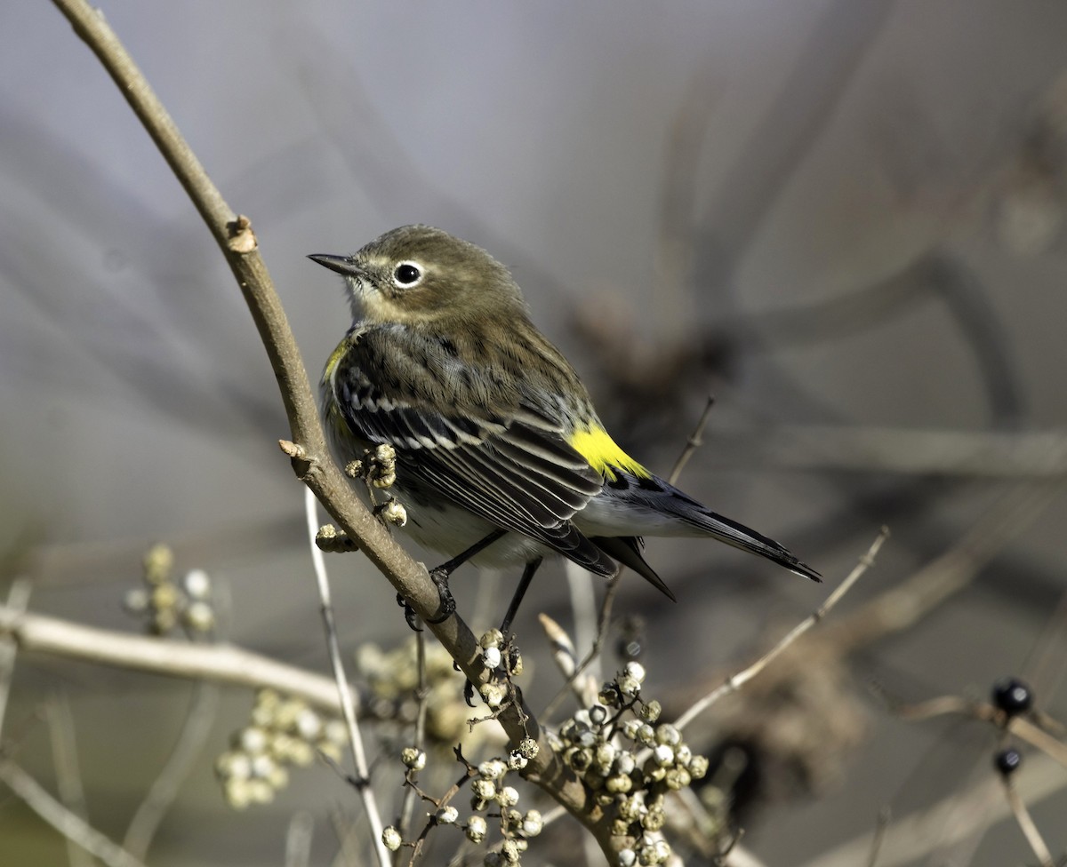 Yellow-rumped Warbler - ML645393773