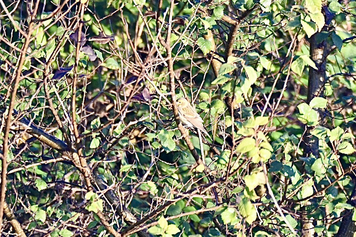 European Serin - ML645393777