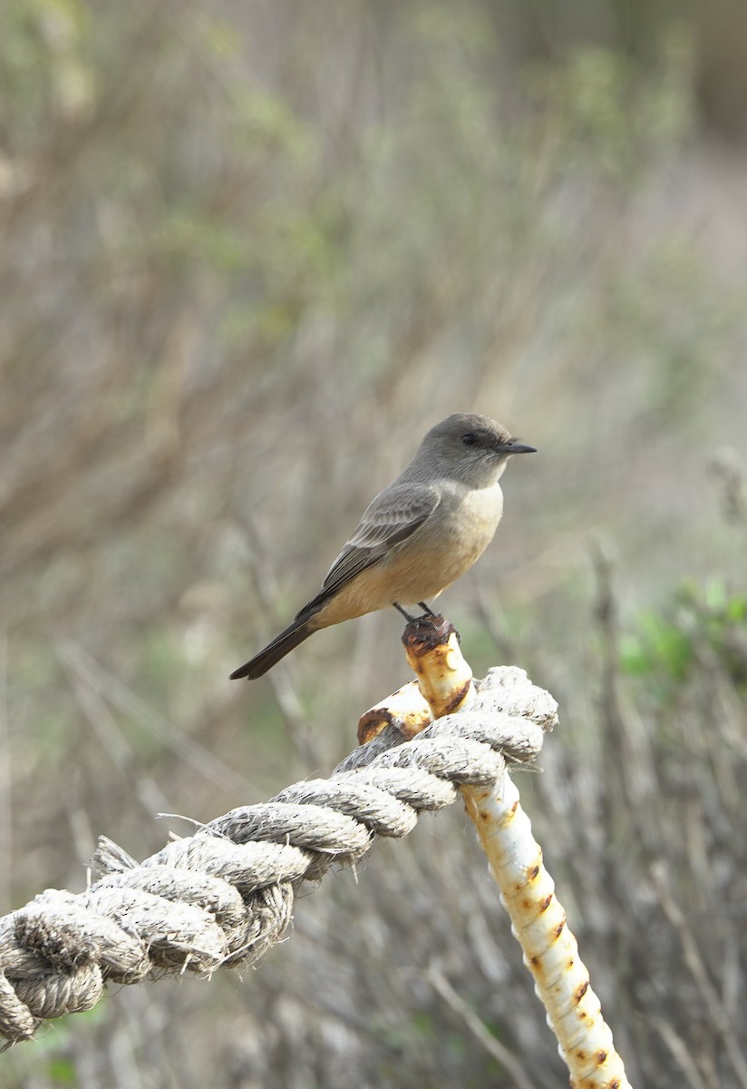 Say's Phoebe - ML645393778