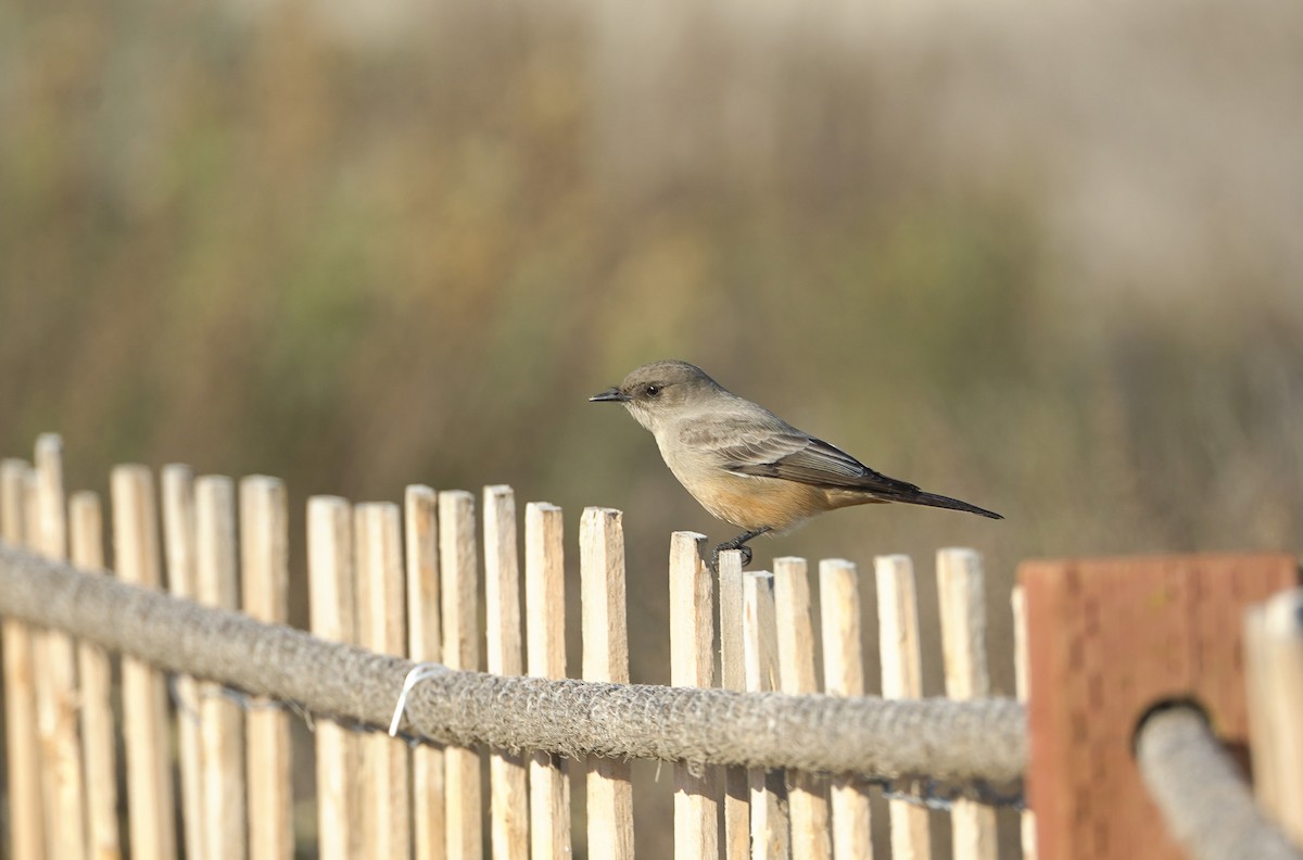 Say's Phoebe - ML645393779