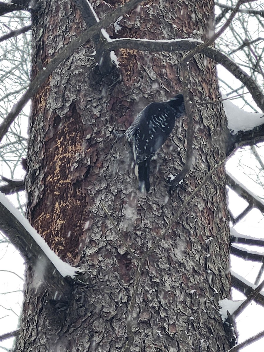 American Three-toed Woodpecker - ML645393781
