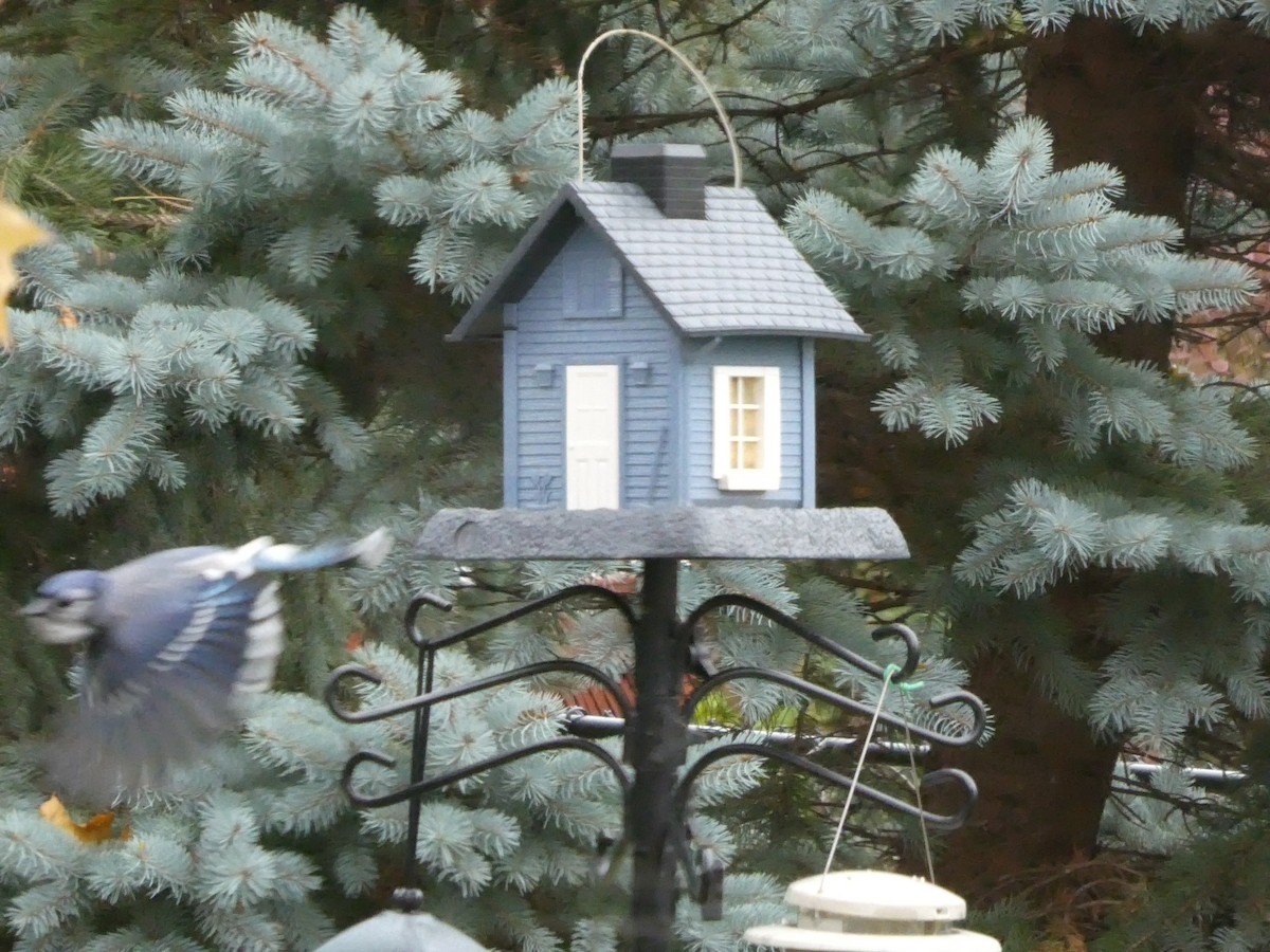 Blue Jay - ML645393783