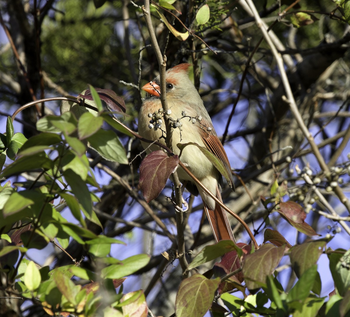 Northern Cardinal - ML645393784