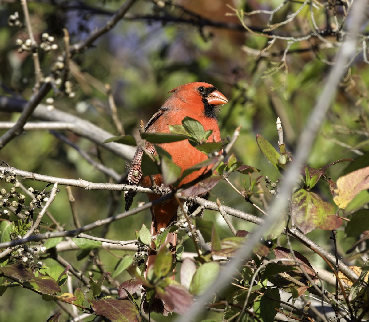 Northern Cardinal - ML645393785