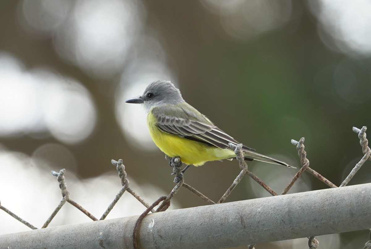Tropical Kingbird - ML645393793