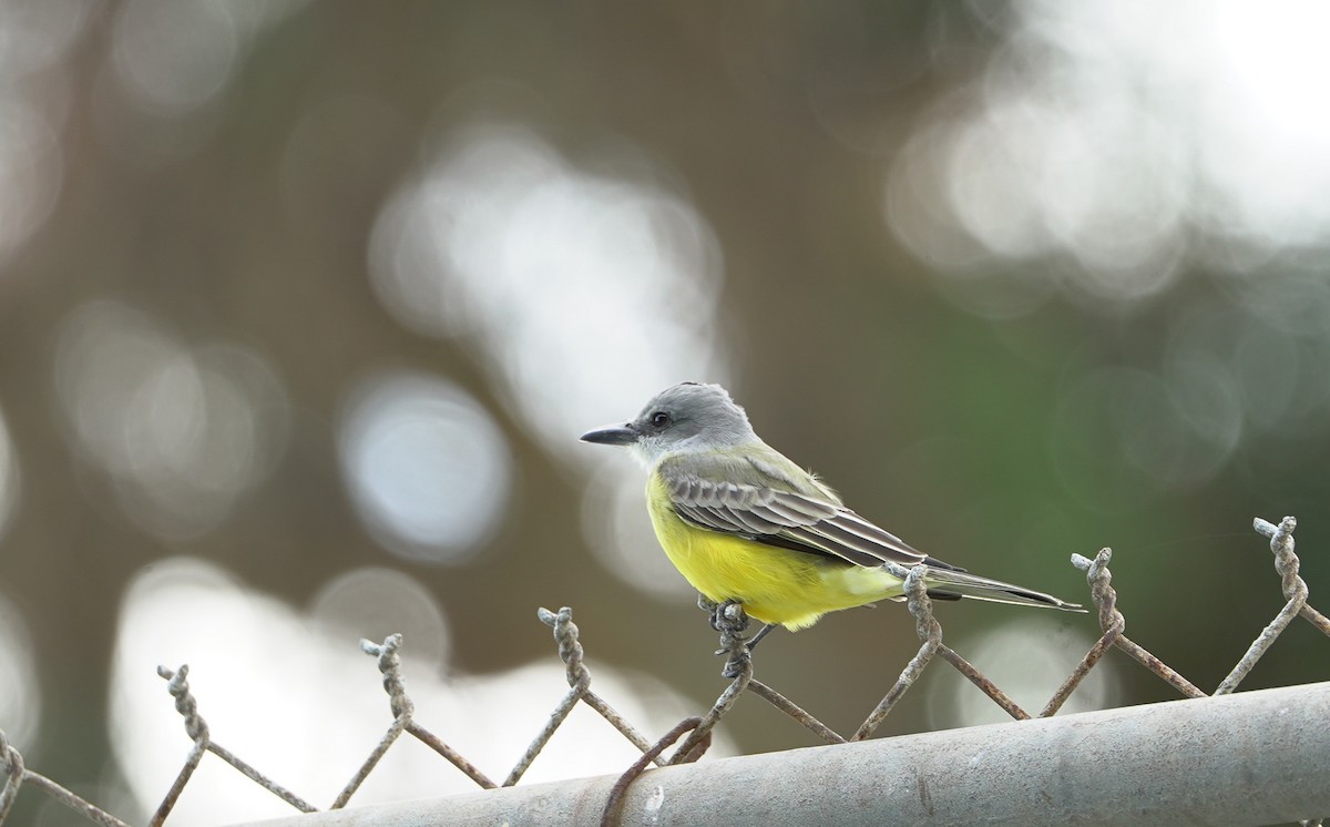 Tropical Kingbird - ML645393794