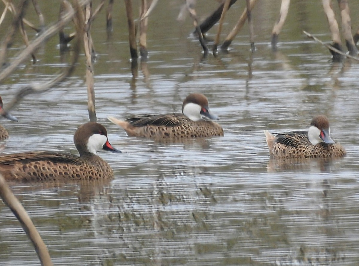 Bahamaente - ML645393795