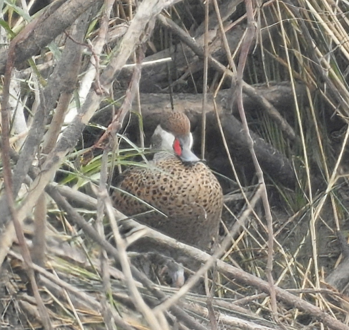 Bahamaente - ML645393796