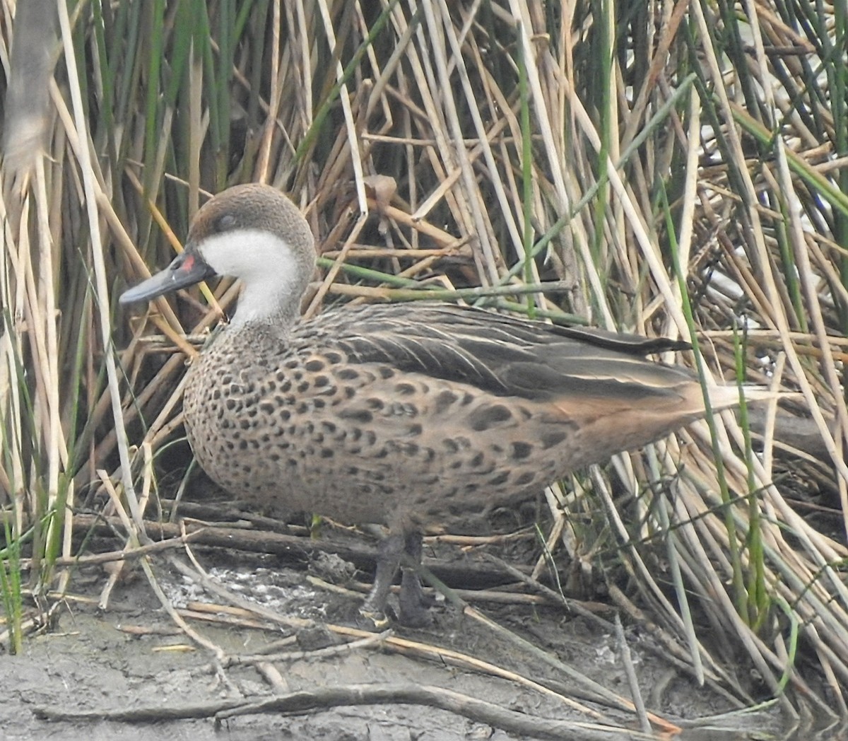 Bahamaente - ML645393797