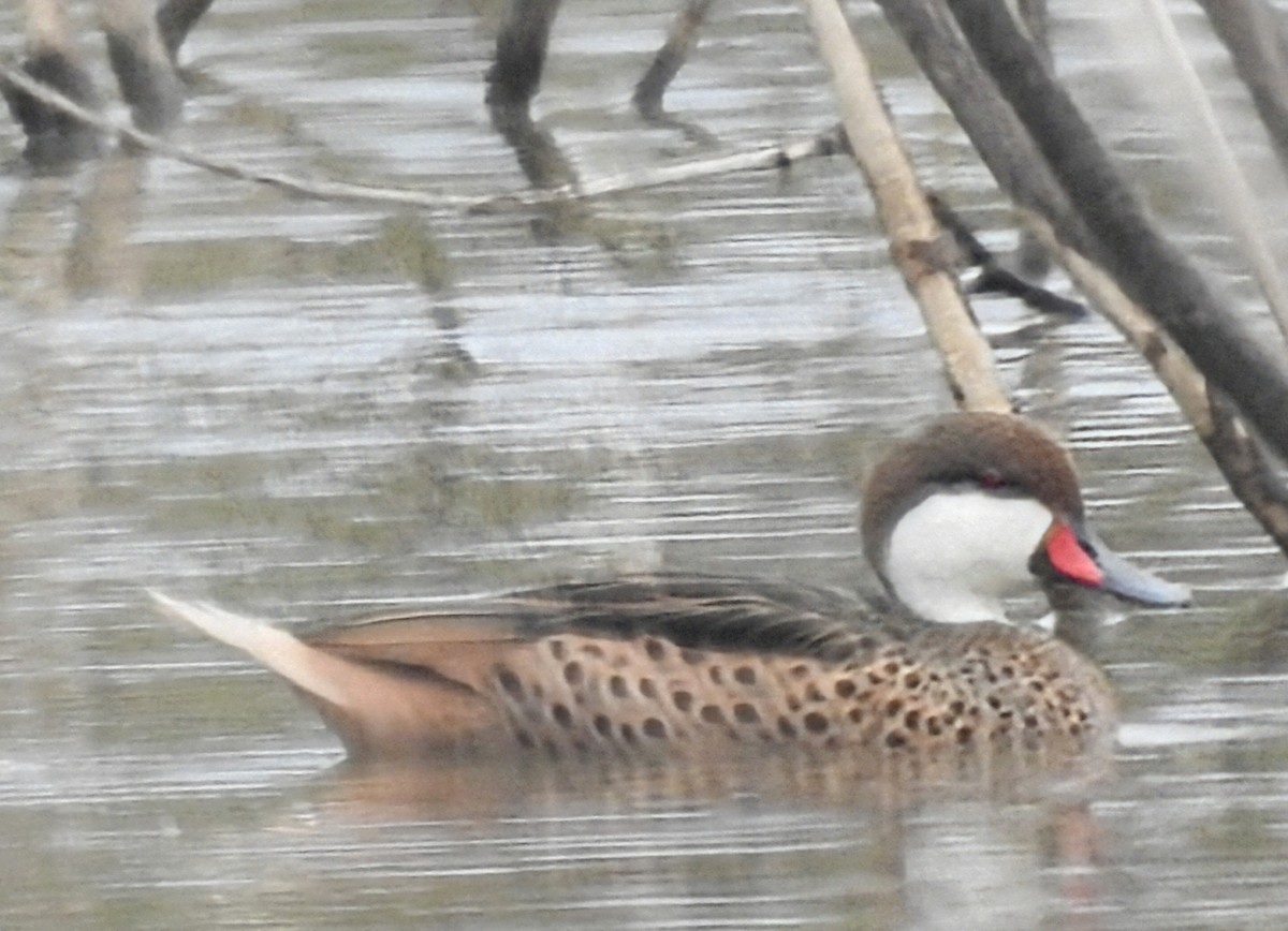 Bahamaente - ML645393798