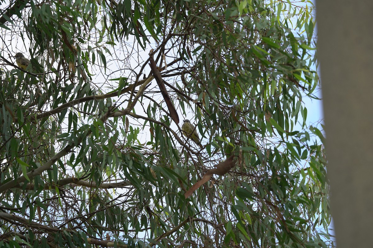 Cassin's Kingbird - ML645393805